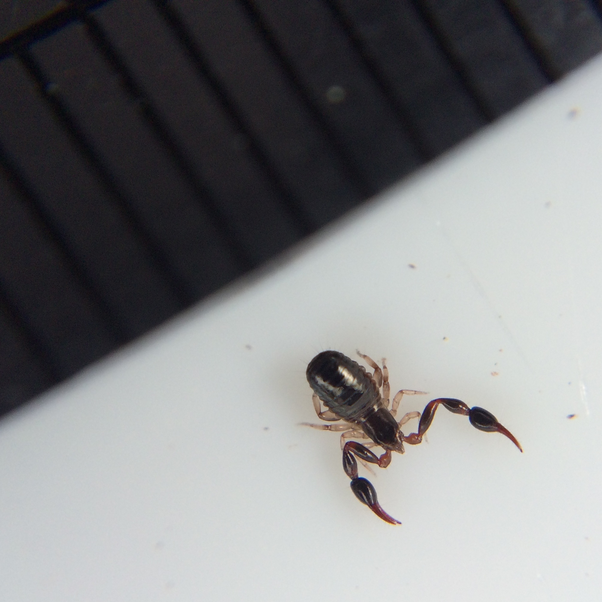 Coronation Hill Reserve, Trip 81 Critter Club Journal